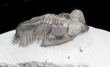 Bug-Eyed Coltraneia Trilobite - Beautiful Shell #31038-2